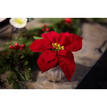 Composizione floreale artificiale Stella di Natale WIGBURDA in vaso di vetro, rossa, 15 cm