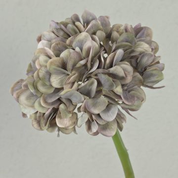Fiore artificiale ortensia MANDISA, beige-rosa, 65 cm
