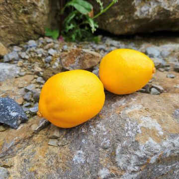 Limone artificiale AMUDARJA, giallo, 8 cm