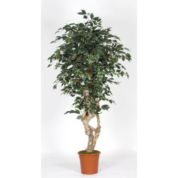 Ficus Benjamina artificiale SILENO, tronchi reali, verde-bianco, 200 cm - Made in Italy