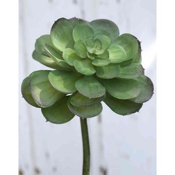 Echeveria gibbiflora artificiale ERNESTO, stelo, verde, 23cm, Ø13cm