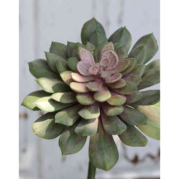Echeveria gibbiflora artificiale FULVIAN, stelo, verde-rosa, 20cm, Ø14cm