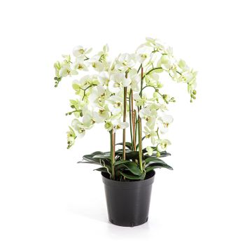 Fiore artificiale Phalaenopsis Orchidea FINEA in vaso decorativo, crema, 85 cm