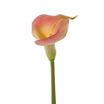 Calla artificiale MIRAC, rosa-giallo, 75cm, 13x15cm