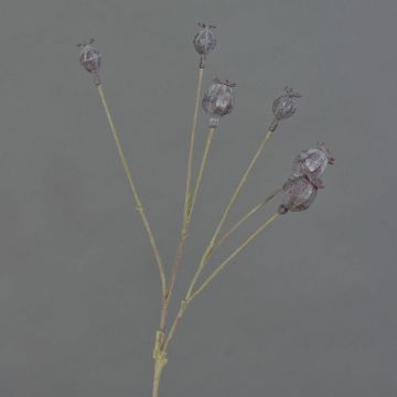 Capsule di papavero artificiale ASUMAN, marrone scuro, 70cm