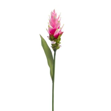 Curcuma finta LAROUCO, rosa, 80cm