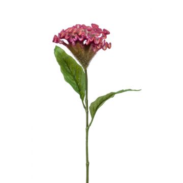 Celosia finta ANUBIS, rosa, 60cm, Ø13cm
