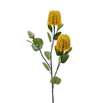 Banksia finta CONAKIR, giallo, 70cm