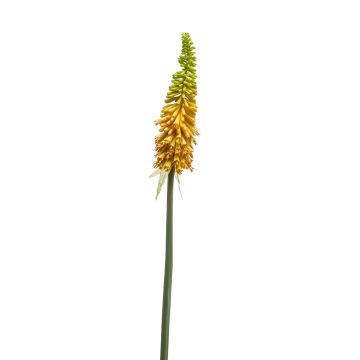 Kniphofia finta MUNDAKA, giallo, 85cm