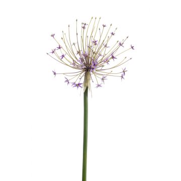Allium decorativo GETARIA, lilla, 105cm
