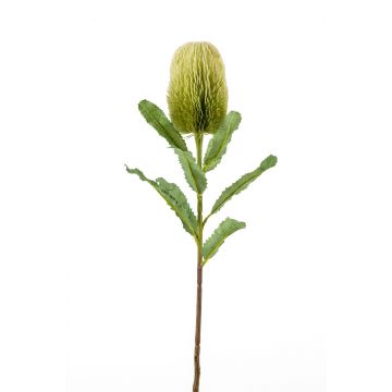 Banksia finta YUSTE, verde, 65cm