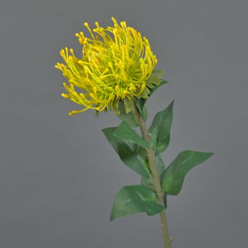 Protea finta HERVAS, giallo, 70cm
