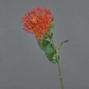 Protea finta HERVAS, rosso, 70cm