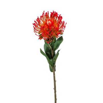 Protea finta HERVAS, rosso, 70cm