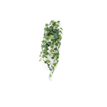 Hypoestes phyllostachya decorativa ALANGE su stelo, verde-bianco, 90cm