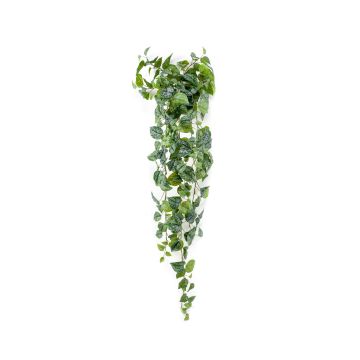 Hypoestes phyllostachya decorativa ALANGE su stelo, verde-bianco, 120cm