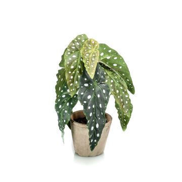 Begonia maculata finta JOELLE, vaso di terracotta, verde-bianco, 30cm