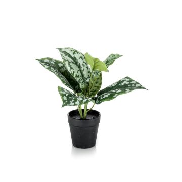 Epipremnum finto OBASI, verde-bianco, 25cm