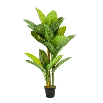 Dieffenbachia finta SARIEGO, verde, 150cm