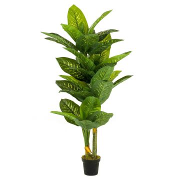 Dieffenbachia finta SARIEGO, verde, 175cm