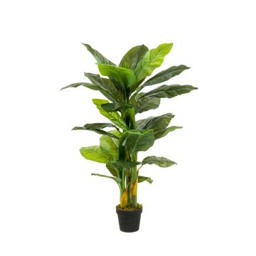 Spathiphyllum finto SIERO, verde, 130cm
