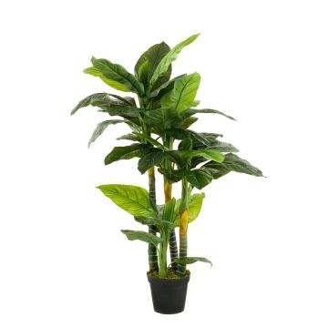 Spathiphyllum finto SIERO, verde, 160cm