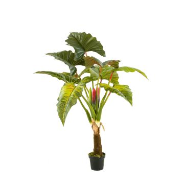 Colocasia finta SOTU, verde, 160cm