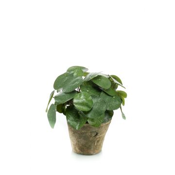 Pilea peperomioides finta SYBIL in vaso di terracotta, verde, 22cm