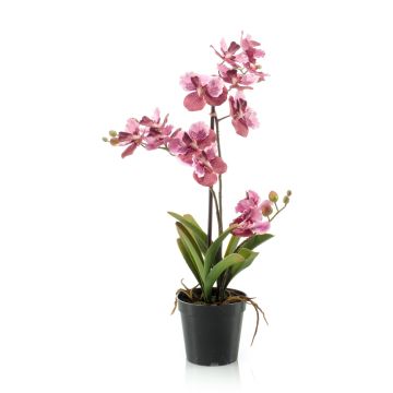 Orchidea vanda finta CAMPO, rosa-fuchsia, 60cm