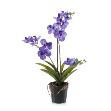 Orchidea vanda finta CAMPO, viola, 60cm