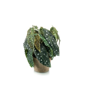 Begonia maculata finta JOELLE, vaso di terracotta, folto, verde-bianco, 30cm