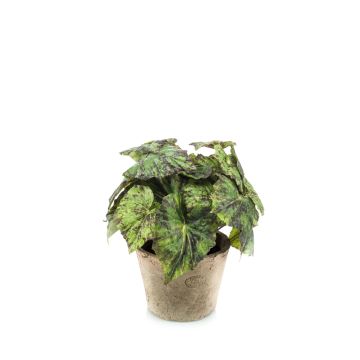 Begonia rex finta MEIRA in vaso di terracotta, folto, verde-nero, 25cm