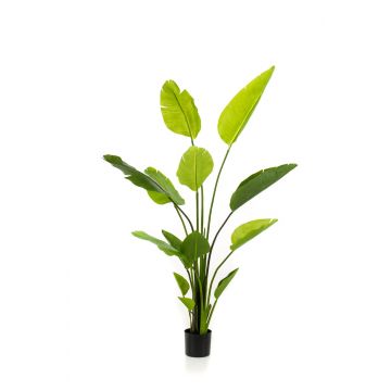 Strelitzia finta BEDAR, verde, 150cm