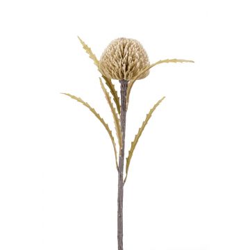 Banksia finta VICARA, beige, 60cm