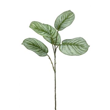 Ramo artificiale di Calathea Orbifolia ALNIYAT, verde-bianco, 75cm