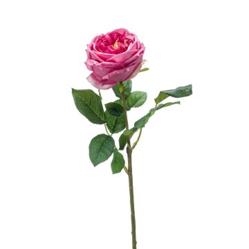 Rosa centifolia finta CATINCA, rosa, 60cm