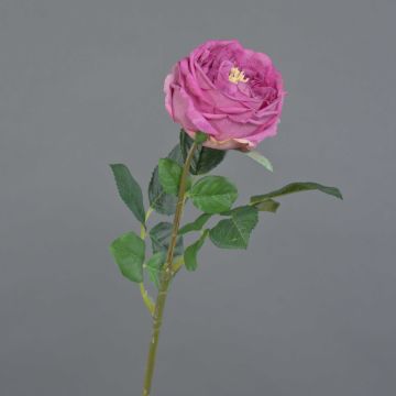 Rosa centifolia finta CATINCA, rosa, 60cm