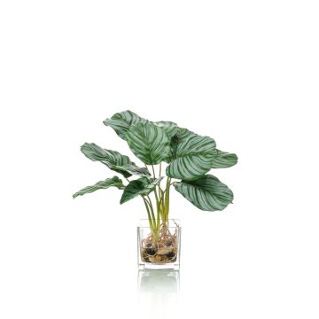 Calathea Orbifolia artificiale AGINA in vaso di vetro, verde-bianco, 40cm