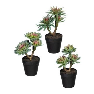 Composizione artistica di piante grasse DRULKE in vaso decorativo, 3 pezzi, verde-rosa, 21-23 cm Composizione artistica di piante grasse DRULKE in vaso decorativo, 3 pezzi, verde-rosa, 21-23 cm
