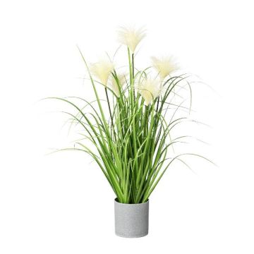 Erba decorativa erba della pampa VILMO in vaso decorativo, pannocchie, crema, 65 cm