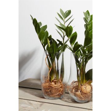 Vaso da fiori HENRY, vetro, trasparente, 25cm, Ø14cm