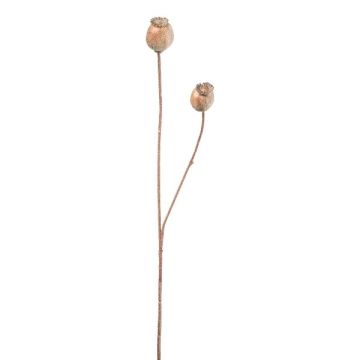 Ramo decorativo capsule di papavero ORIONLA, marrone chiaro, 65 cm