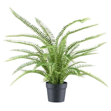 Pianta decorativa felce ZINTO, vaso decorativo, verde, 70 cm