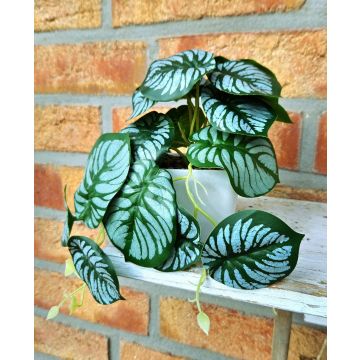 Pianta artificiale Calathea Orbifolia SOLINDA, vaso decorativo, pendente, 17 cm