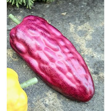 Frutta decorativa frutto del cacao FORDIHAN, viola, 13 cm