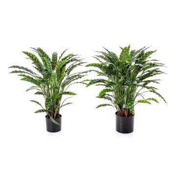 Pianta artificiale Calathea Rufibarba ADELFRIEDE, verde, 90 cm