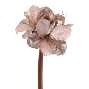 Amaryllis di velluto KIRSTY, beige-rosa, 70cm, Ø9cm