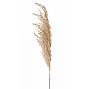 Ramo artificiale d'erba della pampa ERATO, beige-crema, 100cm