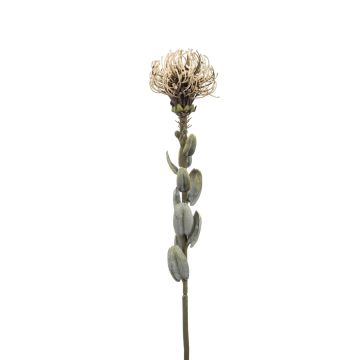 Leucospermum artificiale AUSCHRA, beige, 60cm