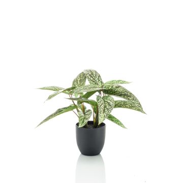 Calathea Rufibarba artificiale VAIDA in vaso decorativo, verde-bianco, 40cm